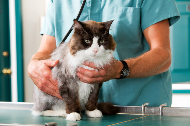 nurse and cat