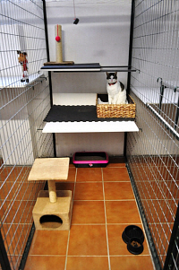 accommodation for cats