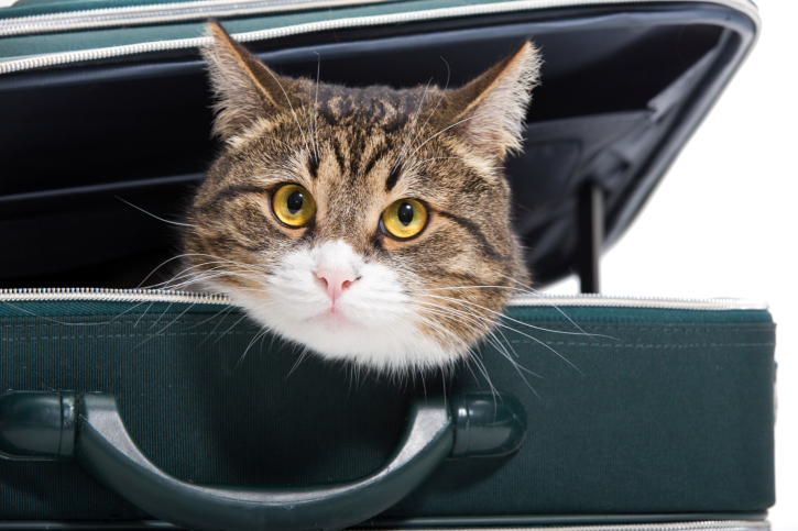 cat in suitcase